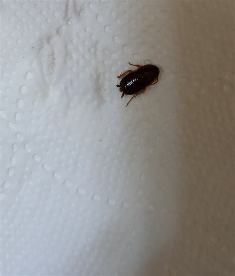바퀴벌레 비슷한 작은 벌레